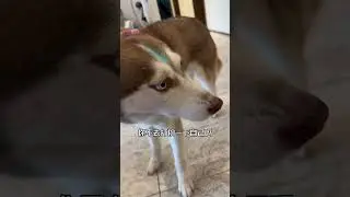 谁说狗子不能网恋面基的？怎么还能刚见面就跑了呢 