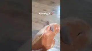 история как капибара 🦫 потерялась в лесу 💀