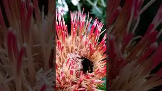 #shorts #world #flowers Abejorro Trabajando