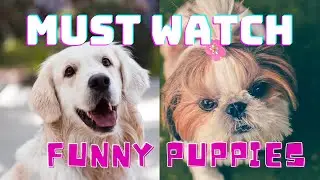 These extremely funny dogs will surely make you laugh | MUST WATCH | Cute Pets Kingdom
