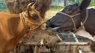Cows Loudly Amba Sound in Our Village - Cow হাম্বা Humba Humba Humba Humba Voice - जानवरआवाज़