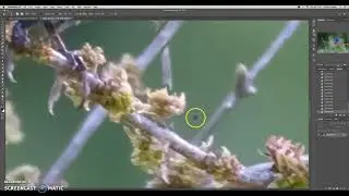 Removing branches in Photoshop