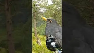 🎧 SHORT. CANTOS DE PÁJAROS||MÚSICA PARA DORMIR. MIRLOS Y ZORZALES.  #birds #wildlife #birdcall