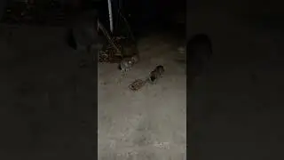 Ночной банкет.