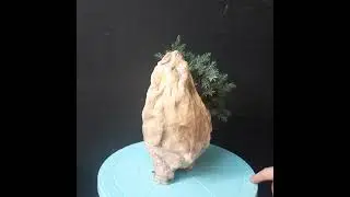 Бонсай из можжевельника блу капет