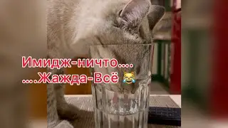 Имидж ничто-Жажда Всё 😹 #cat #animals #приколысживотными #happy #котыприколы