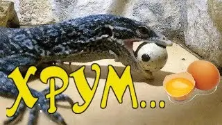 ВРЕМЯ ХАВАТЬ ЯЙКИ! Вараны едят перепелиные яйца! Советуем посмотреть!