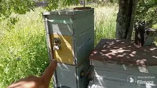 Попытка побега с пасеки - устранена.