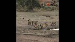 Lions at the Waterhole. 🦁💧 #wildlife #africansafari #animals #lion #lionsofafrica #lionsightings