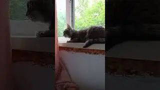 ДАШУЛЯ