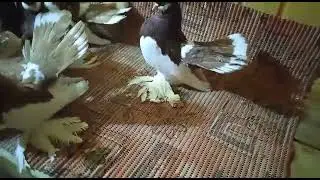 Статные голуби 2021