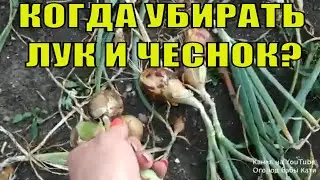 Когда убирать лук и чеснок с грядки на хранение? Как определить готовность лука и чеснока?