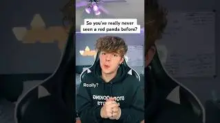 Ive Never Seen This Animal Before... 😧🦊