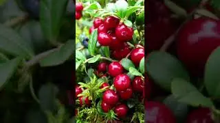 польза клюквы.                          Чем полезна ягода?