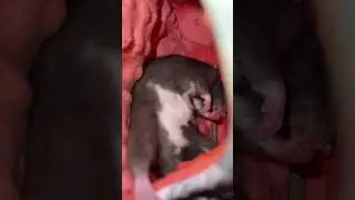 Бри дрыхнет 🐀