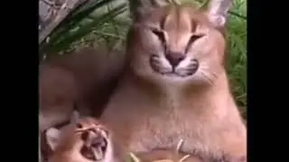 шлёпа и шлёпок гачи