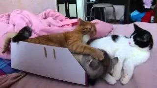 Кот в малиннике