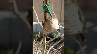 Preying Mantids just hatched!