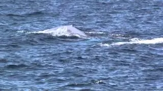 Blue Whale with a partial FLUKE , nicknamed 