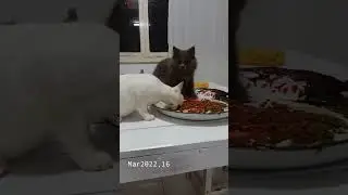 น้องแมวเปอร์เซียร์ cute cats VDO