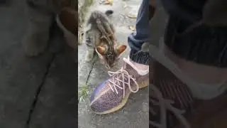 крыса и кот