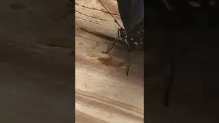 Backyard bug hunt - butterfly proboscis