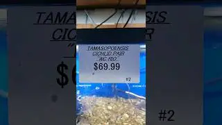 PAIR OF RIO'S AKA TEXAS CICHLIDS