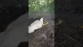 La Mamá de los patitos