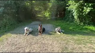 Друзья в работе! Отработка команды лежать!