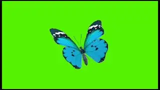 blue butterfly free green screen videos