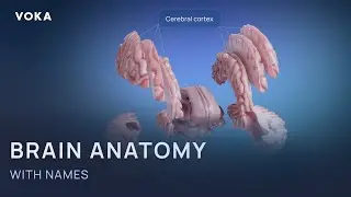 Explore the amazing 3D human brain anatomy with VOKA 3D Anatomy & Pathology