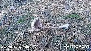 ❗Первые мухоморы в осеннем грибном сезоне 🍄 06.10.2024 г. Курская область❗