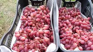 The Preobrazhenie grape variety is a cool variety - see for yourself in Belarus.