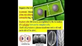 11 Part I - Cell Division - Mitosis -  Dr Essam Ibrahim - علوم صحية