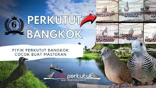 Burung Perkutut Bangkok piyik Untuk Masteran || Update terbaru Indo Perkutut
