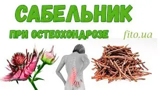 Marsh cinquefoil for bones and joints – uses, contraindications, recipes