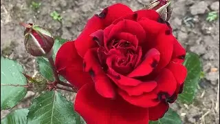 ROSE BLOOMING 2022🌹🥰💪. EVERYONE HAS DIFFERENT TASTES, BUT THE TRUTH IS THE TRUTH ✊🌹😎
