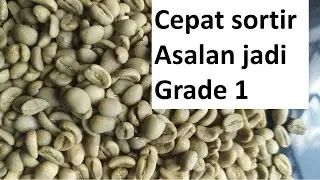 Cara cepat sortir kopi green bean asalan jadi grade 1 dengan alat sederhana