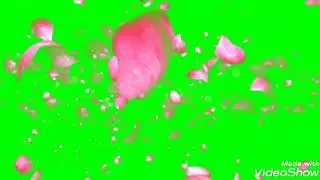 green screen spraying rose petals all over the screen animation effect