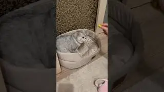 Теперь он там только ест😂 #коты #cat #смешныевидео #animals #кот #catlover #kitty #топ #прикол