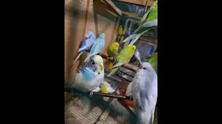 نقل العصافير للمطار الجديد