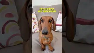 El PELOTÓN te NECESITA‼️😰 #perrosalchicha #teckel #dachshund #perros #doglover