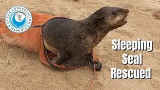 Sleeping Seal Wakes Up For Rescue