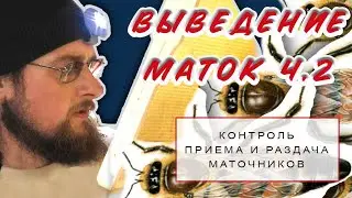 Контроль приема маточников.(Выведение маток ч.2)