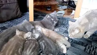 Кошачья семья! Кот и кошка, и котята!