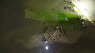 wah deket kandang ayam banyak ikan langka/ auto kita ambil(