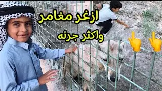 شاهد مغامره شيخ اسحاق وهو يلزم الحيه