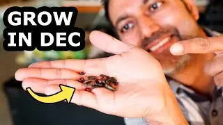 You Must Grow These Seeds in December