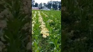 Funny video #funnyvideo #subscribe #shorts