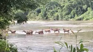 ชีวิตชีวธรรมชาติ